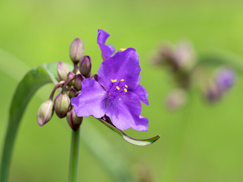 ムラサキツユクサの花