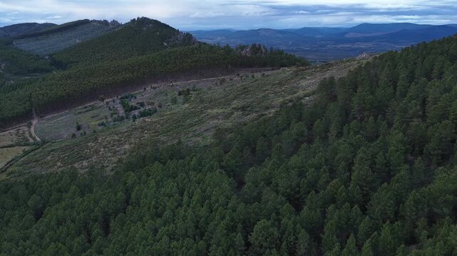 Aerial view of dense pine forest and and deforested area under a cloudy sky with mountain ranges in the distance, Portugal.