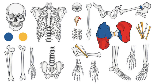 Human Anatomy Skeleton Bones - Skull, Rib Cage, Pelvis, Limbs, Hands, Feet