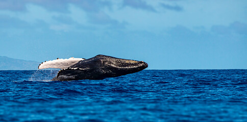 Large humpback whale breaching out of the ocean in Maui, Hawaii © Matt