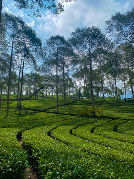 Scenic view of lush green tea field lines on a hill with towering trees and a wooden bridge walkway in Wonosobo, Indonesia
