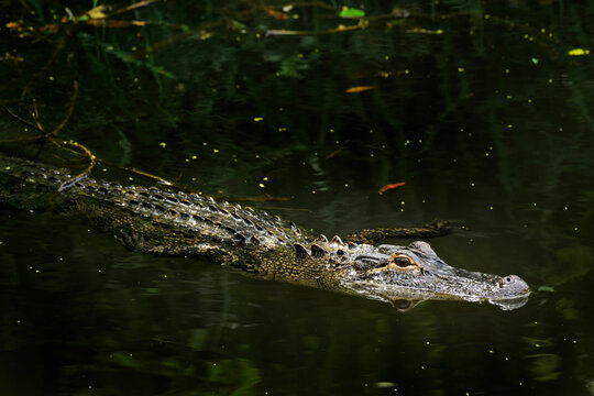 American Alligator Floats in Daphne, Alabama