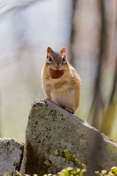 A chipmunk eating an acorn held by its paws on a rock in spring (Cap-Saint-Ignace, Quebec, Canada)