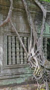 Ancient stone windows of a temple in Prasat Beng Mealea, Siem Reap, Cambodia are overgrown with the roots of a large tree, showcasing nature's reclamation.