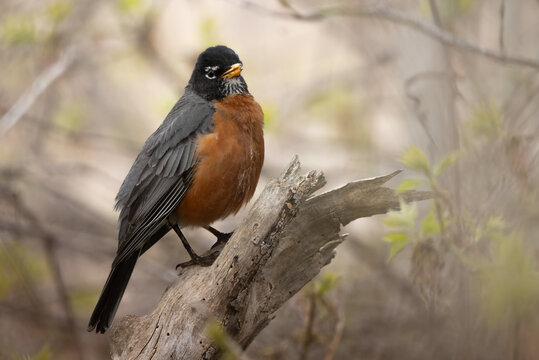 Large American Robin in the rain in a woodland in springtime in Ontario