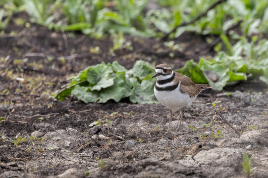 Cute Killdeer Plover in a dry crop field in springtime in Ontario