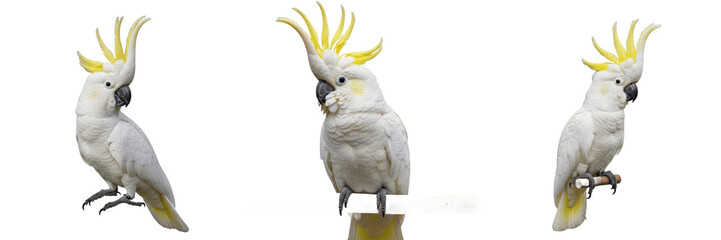 Sulphur-crested cockatoo, Cacatua galerita, white body, Cacatuidae, Australasian woodland habitat, psittacine photography, tropical avian species, forest wildlife nature observation, ornithology © Turlandix