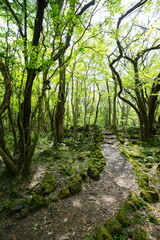 Fototapeta premium fine spring pathway through old trees