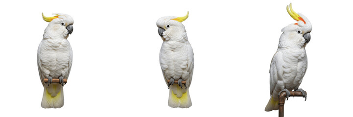 Goffin cockatoo, Cacatua goffiniana, white bird, Cacatuidae, Tanimbar islands habitat, psittacine photography, endemic parrot specimen, tropical wildlife nature observation, ornithology field study © Turlandix
