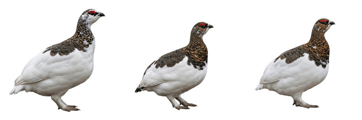 Ptarmigan, Lagopus muta, winter white plumage, Phasianidae, alpine tundra habitat, galliform photography, camouflage adaptation specimen, arctic mountain wildlife nature observation, ornithology © Turlandix