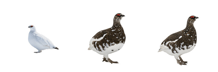 Rock ptarmigan, Lagopus muta, winter white, Phasianidae, high alpine rocky habitat, galliform photography, arctic environment adaptation, mountain wildlife nature observation, ornithology study © Turlandix