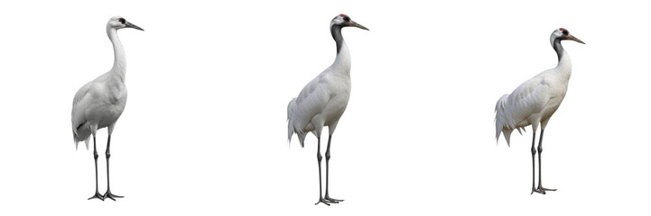 Siberian crane, Leucogeranus leucogeranus, pure white plumage, Gruidae, arctic tundra breeding habitat, gruiform photography, critically endangered avian species, migratory wetland wildlife nature © Turlandix
