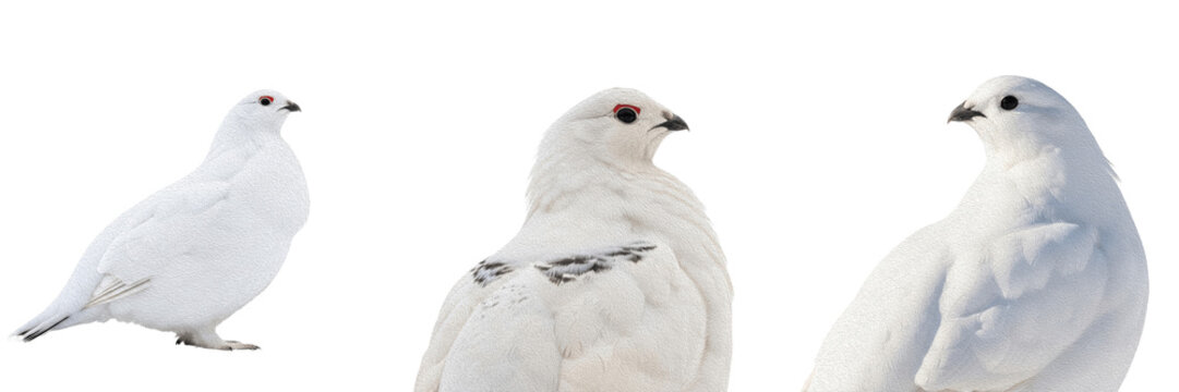 Snowy grouse, Centrocercus urophasianus, white winter plumage, Phasianidae, sagebrush steppe habitat, galliform photography, lekking behavior observation, winter wildlife nature, ornithology study