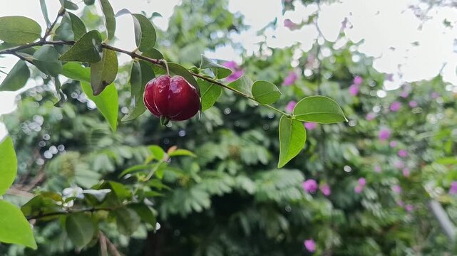 Ripe Surinam Cherry Fruit Swaying on Branch in Tropical Garden