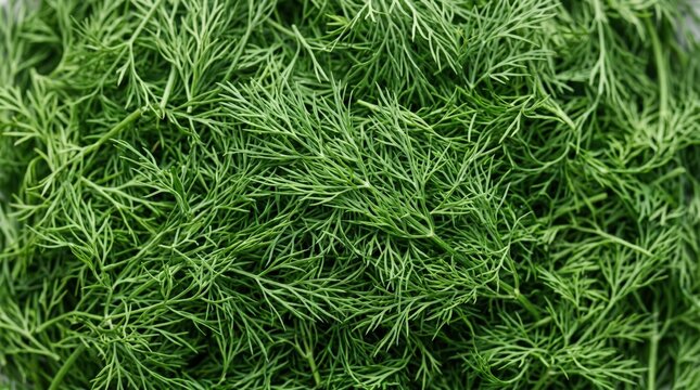 Fresh green dill herb sprigs arranged in a dense texture pattern for culinary backgrounds and organic food photography concepts with natural lighting