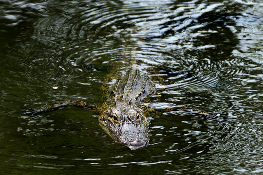 American Alligator Floats in Daphne, Alabama