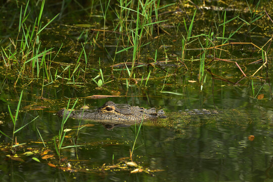 American Alligator Floats in Daphne, Alabama