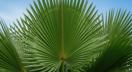 Obraz premium Close-up of a Glossy Fan Palm Leaf