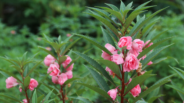 Impatiens balsamina blooming pink rose balsam in the garden - bunga pacar air alias bunga pihong