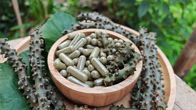 Heart leaved moonseed. Tinospora crispa capsules.