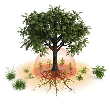 Scientific 3D Render of Black Walnut Tree Allelopathy and Juglone Toxicity Zone