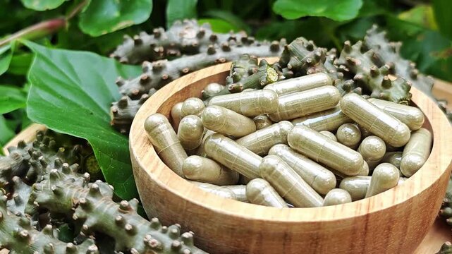 Heart leaved moonseed. Tinospora crispa capsules.
