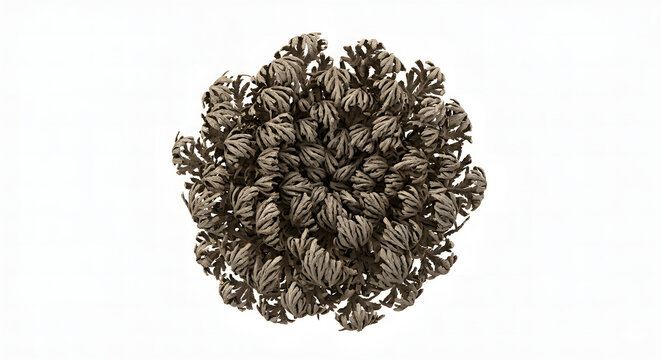 ​Highly Detailed Scientific 3D Render of a Dried Resurrection Plant (Selaginella) Isolated on White