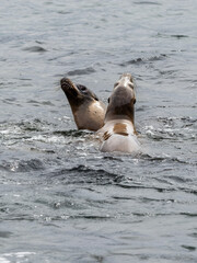 Naklejka premium Sea Lions of La Jolla Cove in San Diego