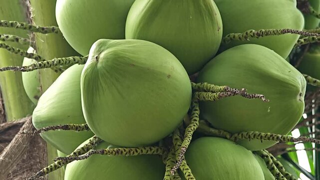 Green coconut on coconut tree.
