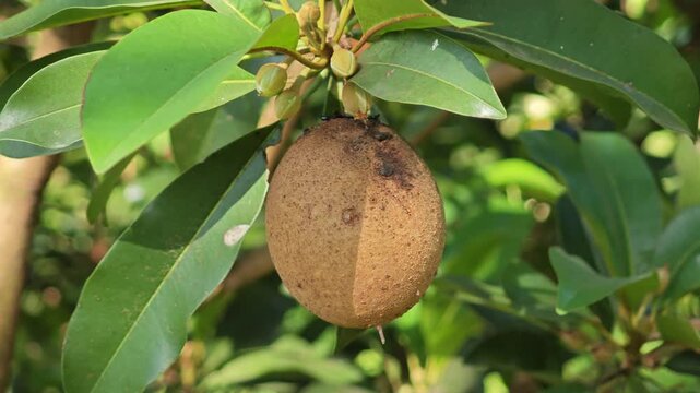 Sapodilla fruits in the garden.