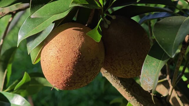 Sapodilla fruits in the garden.