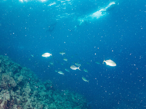 カンパチ群れ, アジ科, （英名学名：Greater Amberjack, Seriola dumerili,）他。 ヒリゾ浜南伊豆町中木 静岡県伊豆半島-2025 日本有数のシュノーケリングスポット。 夏の数カ月間だけ渡し船で行ける。 水質透明度魚影が素晴らしい。 