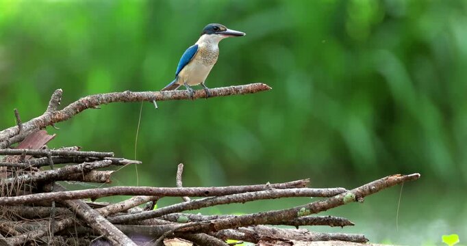 Pair of collared kingfishers in natural habitat, one bird sitting on dry branch while mate takes flight with motion blur against green forest background.