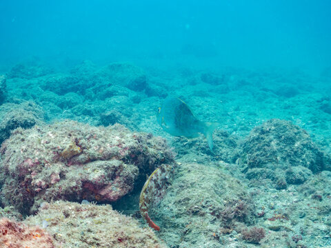 ハマフエフキ, フエフキダイ科,
ブダイ,  ブダイ科,
（英名学名：Spangled emperor, Lethrinus nebulosus,
Parrotfish, Calotomus japonicus,）
他。
ヒリゾ浜南伊豆町中木
静岡県伊豆半島-2025
日本有数のシュノーケリングスポット。
夏の数カ月間だけ渡し船で行ける。
水質透明度魚影が素晴らしい。
