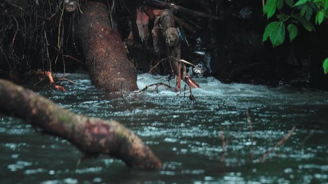 Forest River Stream Flowing Through Fallen Tree Trunks