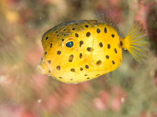 ハコフグ, ハコフグ科, 幼魚yg, ヒリゾ浜南伊豆町中木 静岡県伊豆半島-2025 日本有数のシュノーケリングスポット。 夏の数カ月間だけ渡し船で行ける。 水質透明度魚影が素晴らしい。 （英名学名：Boxfish, Ostracion immaculatus）  © d3_plus