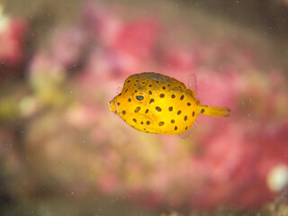 ハコフグ, ハコフグ科, 幼魚yg, ヒリゾ浜南伊豆町中木 静岡県伊豆半島-2025 日本有数のシュノーケリングスポット。 夏の数カ月間だけ渡し船で行ける。 水質透明度魚影が素晴らしい。 （英名学名：Boxfish, Ostracion immaculatus）  © d3_plus