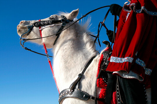 White horse with decorated bridle at a Southwestern cultural celebration