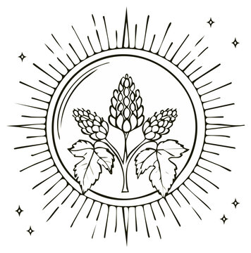 Illustration of hops plants inside a sunburst circle with stars, line art.