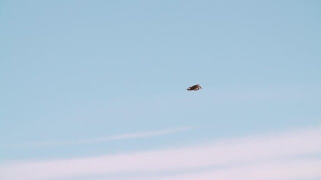 Northern Lapwing (Vanellus vanellus). Northern Lapwing in flight against a blue sky. Slow motion.