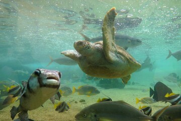 Fototapeta premium Cheerful sea creatures in a large aquarium