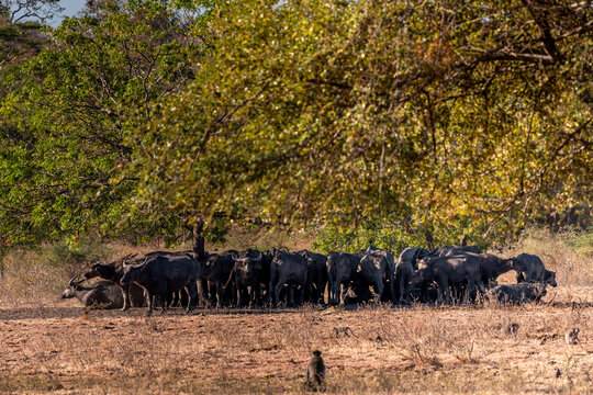 The water buffalos Bubalus bubalis or domestic buffalos is a large bovid native to the Indian subcontinent, Southeast Asia and China. These animals are in Baluran National Park