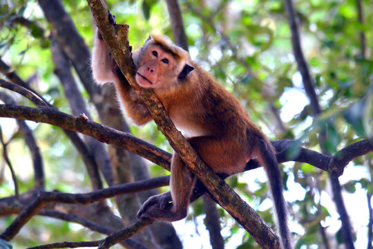 The term "Red Monkey" in Sri Lanka typically refers to the Toque Macaque (Macaca sinica), a small, golden-brown monkey endemic to the island,