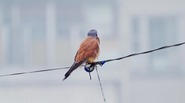The bird  Common Kestrel ( Falco tinnunculus ) sits on the wires and cleans its feathers. Wildlife. Slow motion.