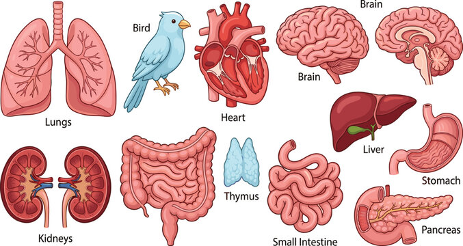 Human anatomy organs collection with brain heart lungs kidneys and digestive system educational medical vector illustration set