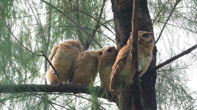 Collared Scops-Owl family with three owlets and one adult perched on a pine tree branch in a forest during the day. Otus lettia nocturnal birds resting in natural habitat. Medium shot.