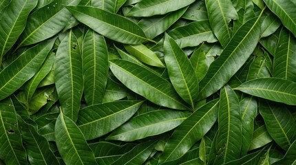 Fototapeta premium Abundant fresh mango leaves layered together creating a dense tropical green foliage background texture for organic botanical design and naturalistic decor