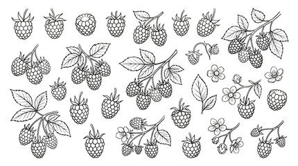 Set of raspberry doodle style vector illustrations with hand drawn berry elements and editable design collection © B