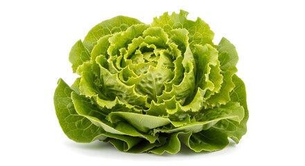 Fototapeta premium Fresh Green Romaine Lettuce Head on White Background