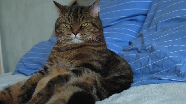 Cat (Felis catus). Close-up of funny tabby cat sitting on bed in human pose